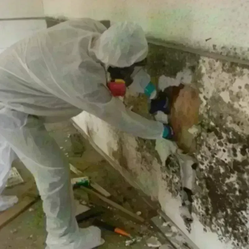 Mold Remediation and Removal in Tahoe Vista, CA